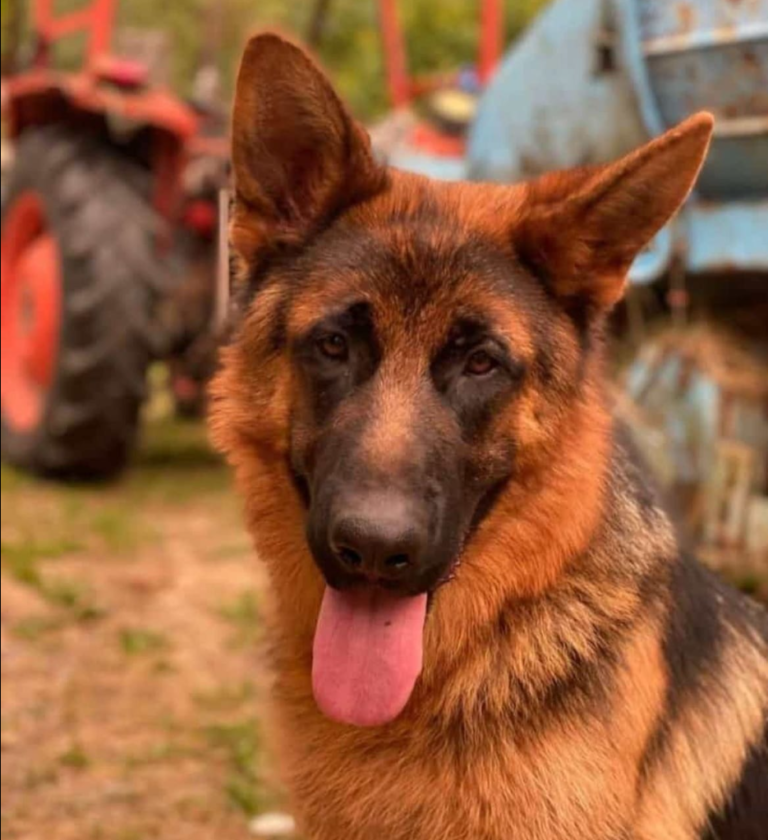 Odin cane pastore tedesco scomparso a lecco appello