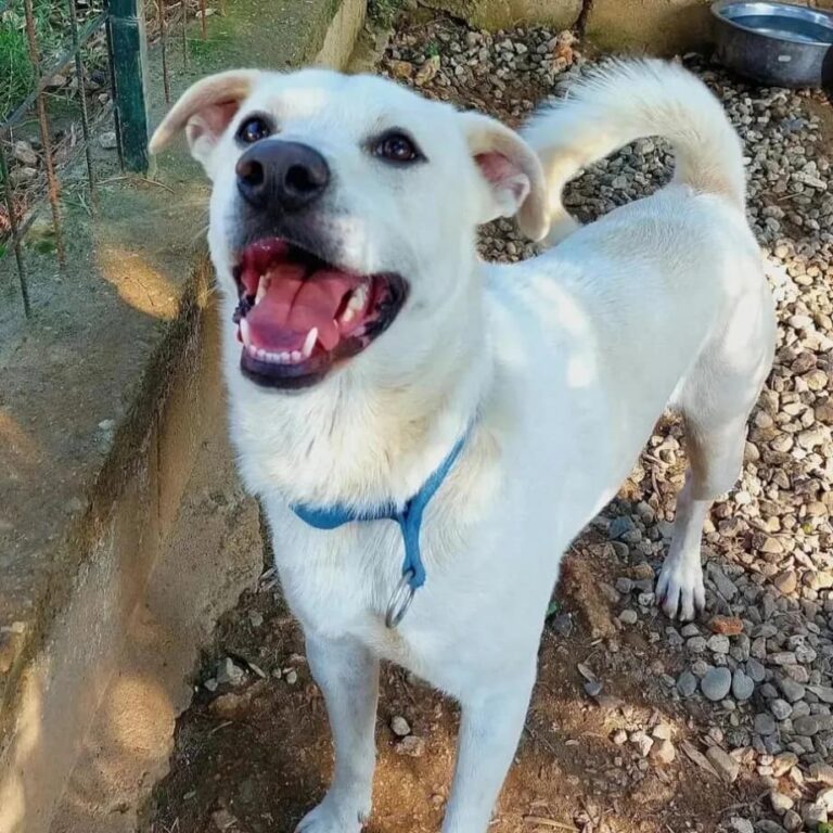 cali cane bisognoso di aiuto