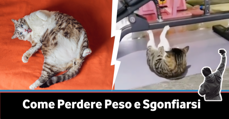 come perdere peso e sgonfiarsi