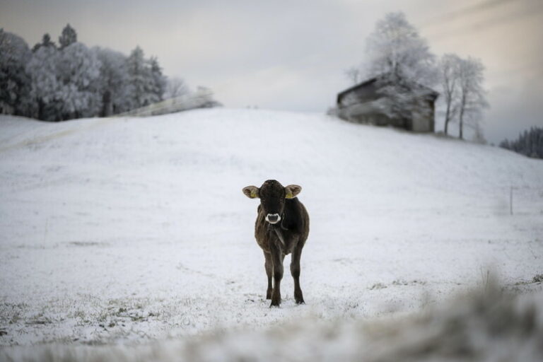 Inverno Anticipato: Vento, Neve e Gelate Scuotono l'Italia