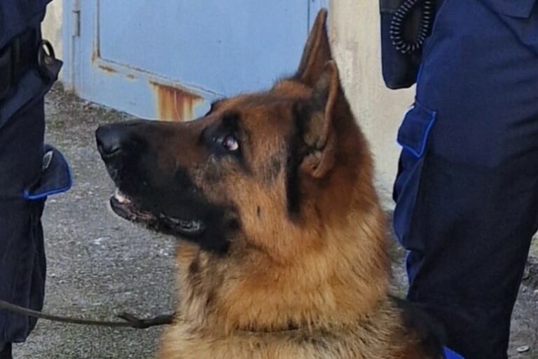 Quando i Cani Diventano Eroi: Spike e A-Iron Scovano Droga in Carcere
