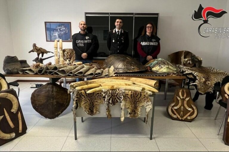 Tesori Proibiti: Scoperta Shock a Biella di Reperti e Animali Protetti