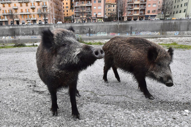 Tragedia in Calabria: Un Cinghiale e un Malore Fatale